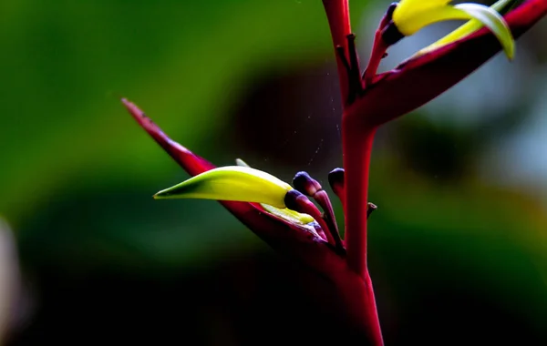 幻想的なエキゾチックな花のクローズ アップ — ストック写真