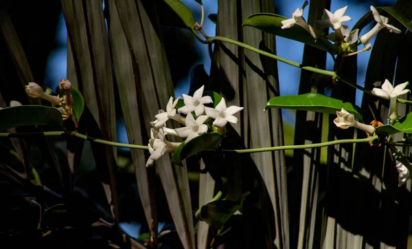 Z bliska z białe kwiaty egzotyczne — Zdjęcie stockowe