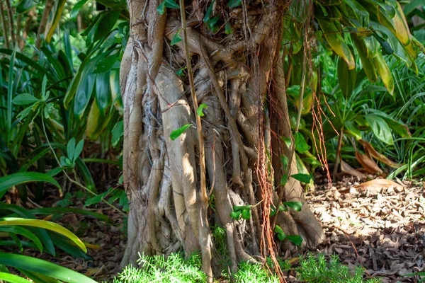 Cerca de fantástico árbol de raíces exóticas — Foto de Stock