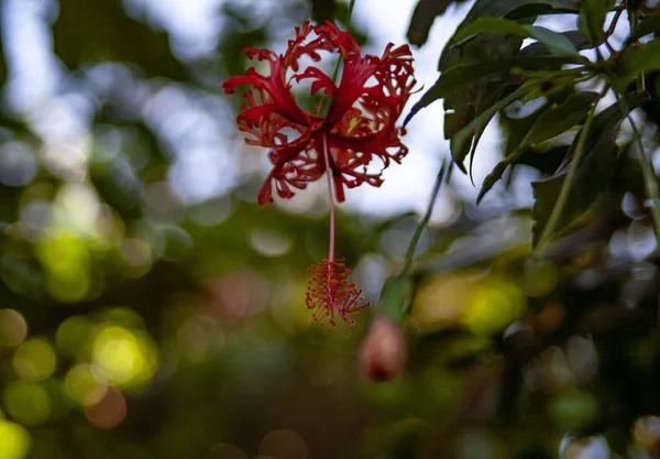 Cerca de una flor roja exótica —  Fotos de Stock