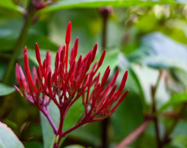 Cerca de la exótica flor roja —  Fotos de Stock