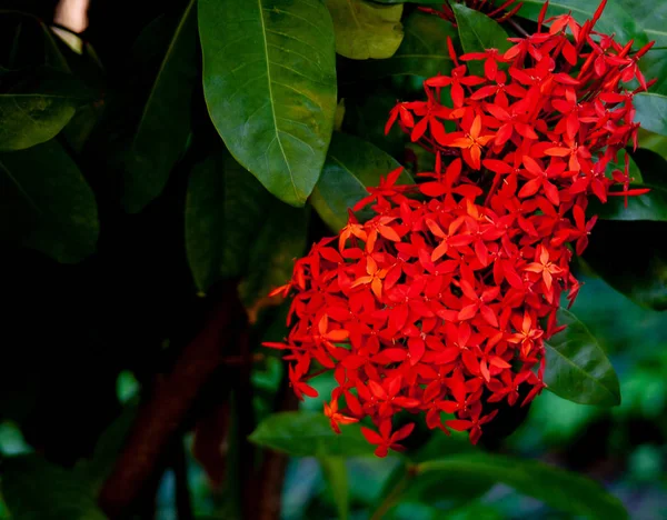 Närbild från exotiska röda bloom — Stockfoto