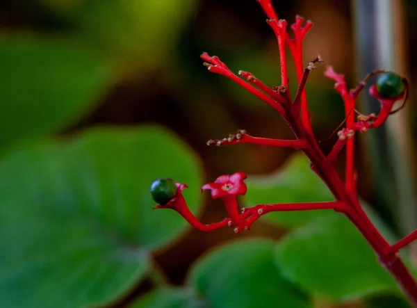 Perder-se de uma flor exótica vermelha — Fotografia de Stock