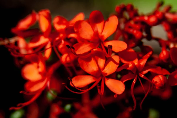 Macro foto de un arbusto de flor roja —  Fotos de Stock