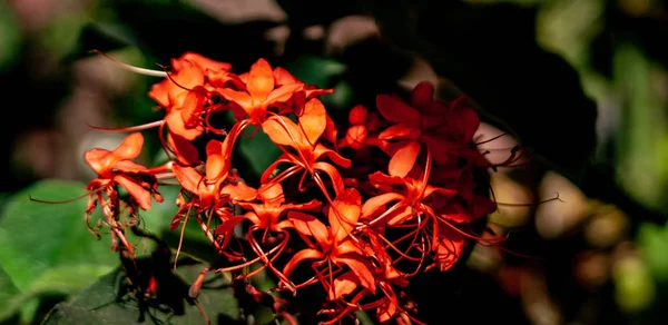 Cerca de un arbusto de flor roja —  Fotos de Stock