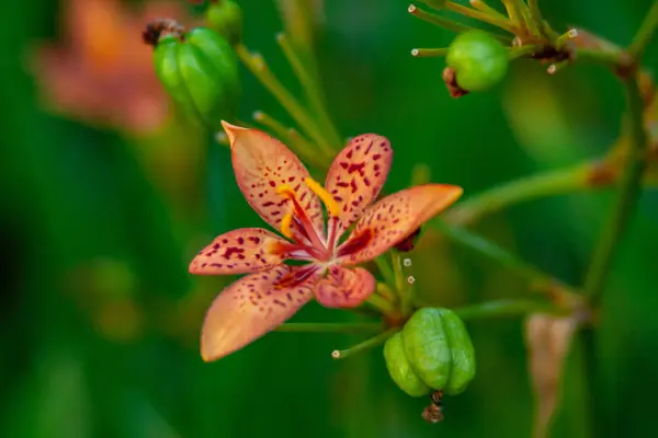 Foto macro de uma flor de laranja exótica — Fotografia de Stock