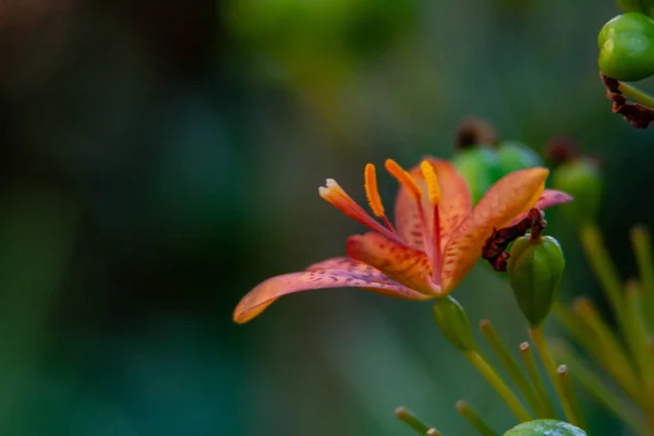 Foto macro de uma flor de laranja exótica — Fotografia de Stock