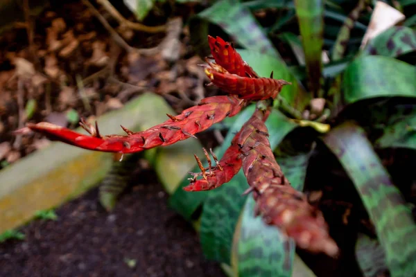 Perto de uma flor vermelha exótica com semente — Fotografia de Stock