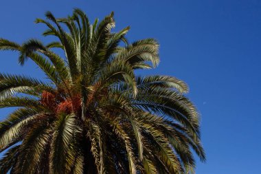 aya bir palm üzerinde gökyüzü görünümü