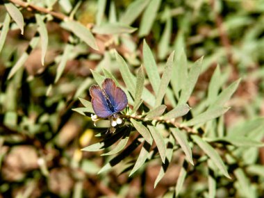 Kelebek üzerinde beyaz çiçekleri yakın çekim