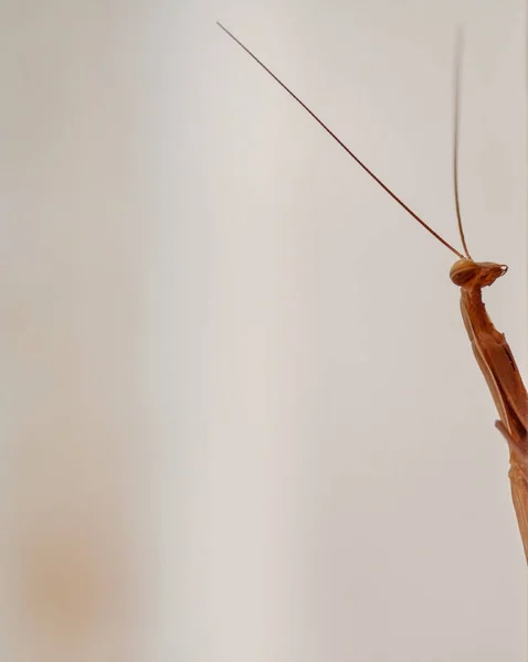 Foto de arte de um louva-a-deus olhou do lado — Fotografia de Stock