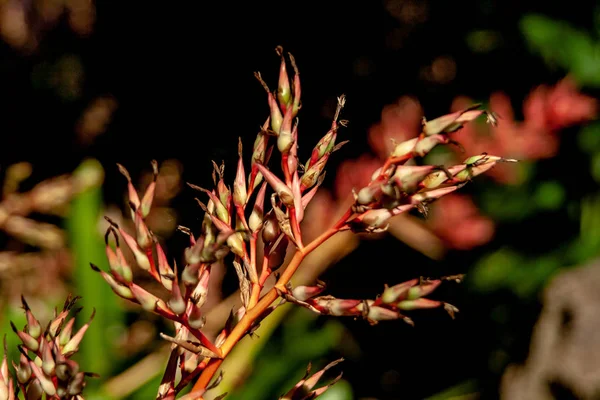 Nahaufnahme von einer exotischen Blüte — Stockfoto