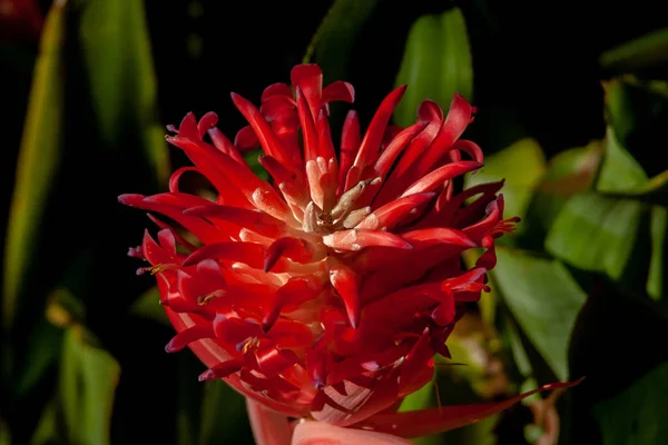 Mikro-Nahaufnahme aus einer exotischen roten Blüte — Stockfoto