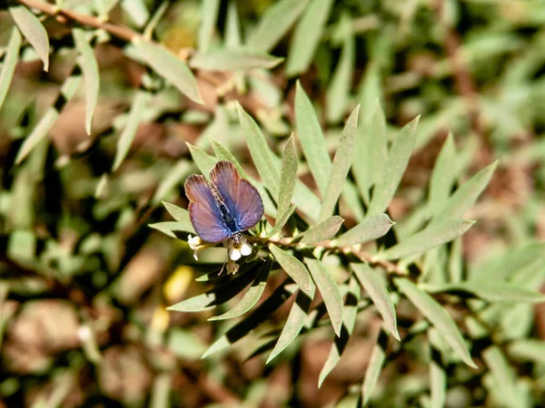 Kelebek üzerinde beyaz çiçekleri yakın çekim