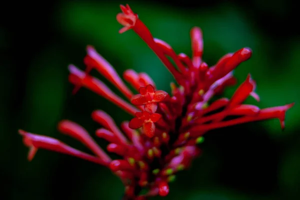 Micro primer plano de una flor roja exótica —  Fotos de Stock