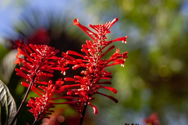 Micro primer plano de una flor roja exótica —  Fotos de Stock
