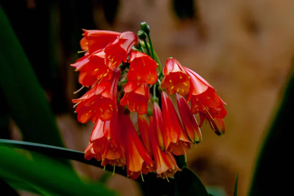 Micro perto de uma flor exótica vermelha — Fotografia de Stock