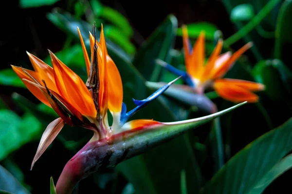 Perto de um pássaro de flores de paraíso — Fotografia de Stock