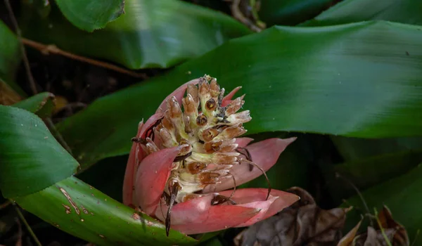 Micro perto de uma flor exótica — Fotografia de Stock