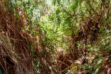 nehir ile yağmur ormanları içinde derin görünümü