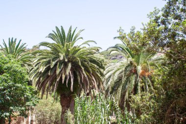 --dan palmiye orman Manzaralı