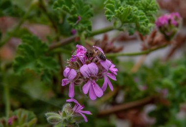 bir çiçek üzerinde bir arıdan yakın çekim