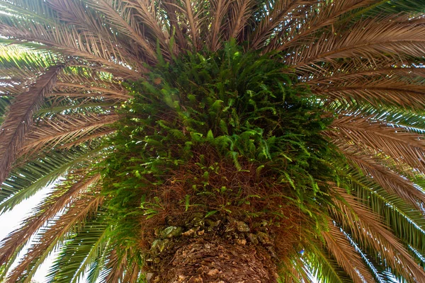 Närbild från en palm frön — Stockfoto