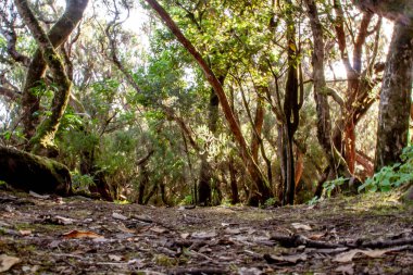 Anaga ağaçları ile derin görünüm