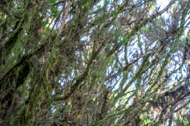 Anaga ağaçları ile derin görünüm