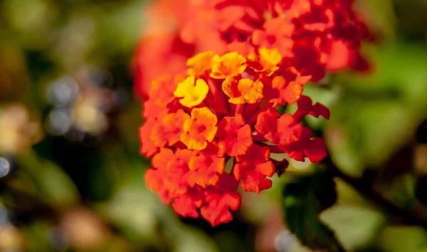 Cerca de la flor con bokeh —  Fotos de Stock