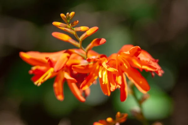 Close up from a blossom with bokeh — Stock Photo, Image