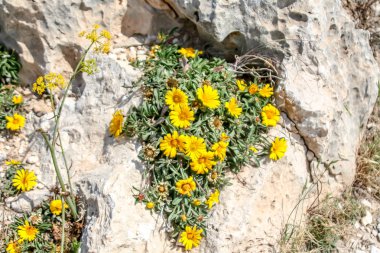kaya üzerinde sarı çiçekler yakın