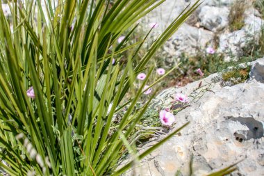 Rock pembe çiçekler yakın yukarıya