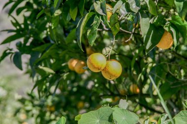 doğal portakal ağacı üzerinde
