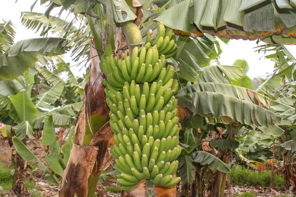 Большое банановое дерево на типичной плантации Стоковое Фото