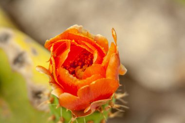 bir dikenli armut yakın