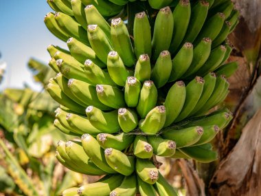 Hala yeşil muz closeup
