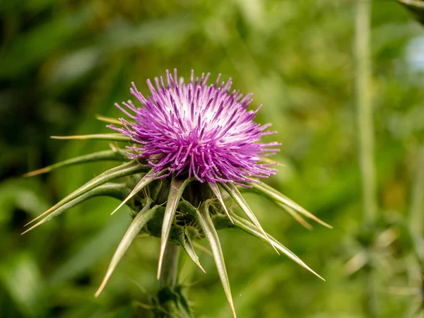 Close up of a purple thistle flower — Stock Photo, Image