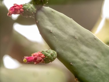 bir kaktüs çiçeği yakın