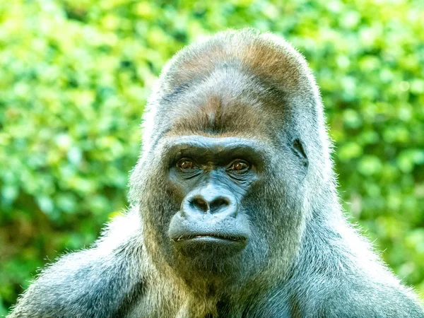 Gran acercamiento de una cara de gorila — Foto de Stock