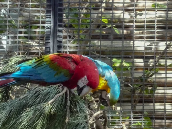 Deux perroquets mangeant de façon synchrone sur une branche — Photo