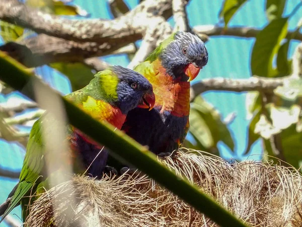 Deux perroquets loris câlins sur la branche — Photo