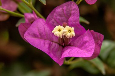 pembe bir kağıt çiçek çiçek yakın