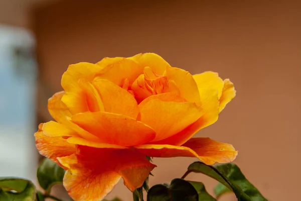 Blízko od fantastického oranžového květu — Stock fotografie