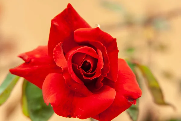 Zblízka od červeného květu — Stock fotografie