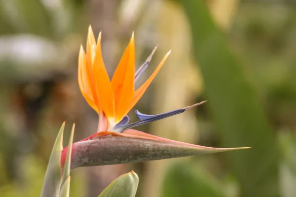 Fantástico close-up de um pássaro de flor do paraíso — Fotografia de Stock