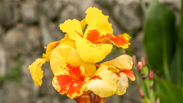 Perto de uma flor vermelha amarela — Fotografia de Stock