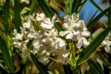 Beyaz zeytin ağacı çiçeklerinin yakın çekim