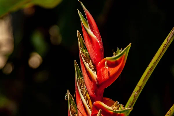 Zbliżenie czerwonych dziób kwiatów — Zdjęcie stockowe