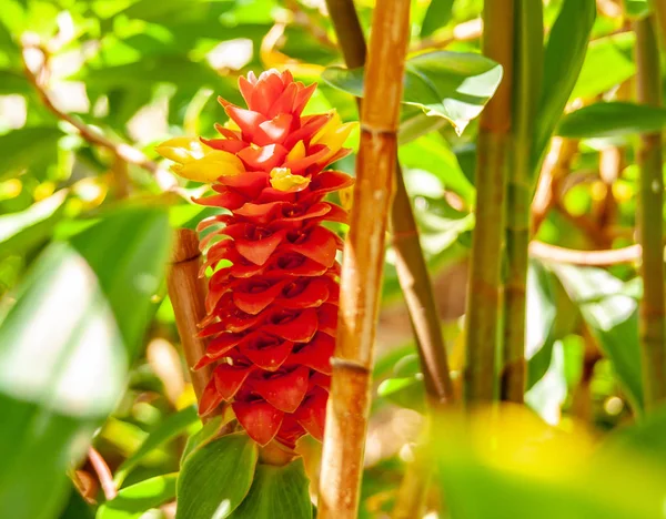 Nahaufnahme einer roten exotischen Pflanze mit gelben Blüten — Stockfoto